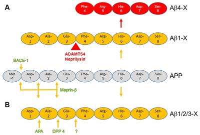 N-Truncated Aβ Starting at Position Four—Biochemical Features, Preclinical Models, and Potential as Drug Target in Alzheimer’s Disease